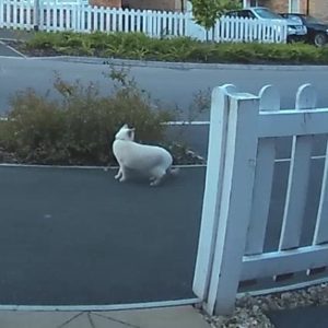 Ring Doorbell footage showing a cat which was picked up when 'People Only' mode was disabled.