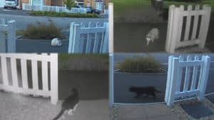 YouTube thumbnail showing four different cats captured by my Ring Doorbell
