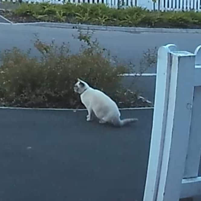 A cat captured during daytime on my Ring Doorbell Pro