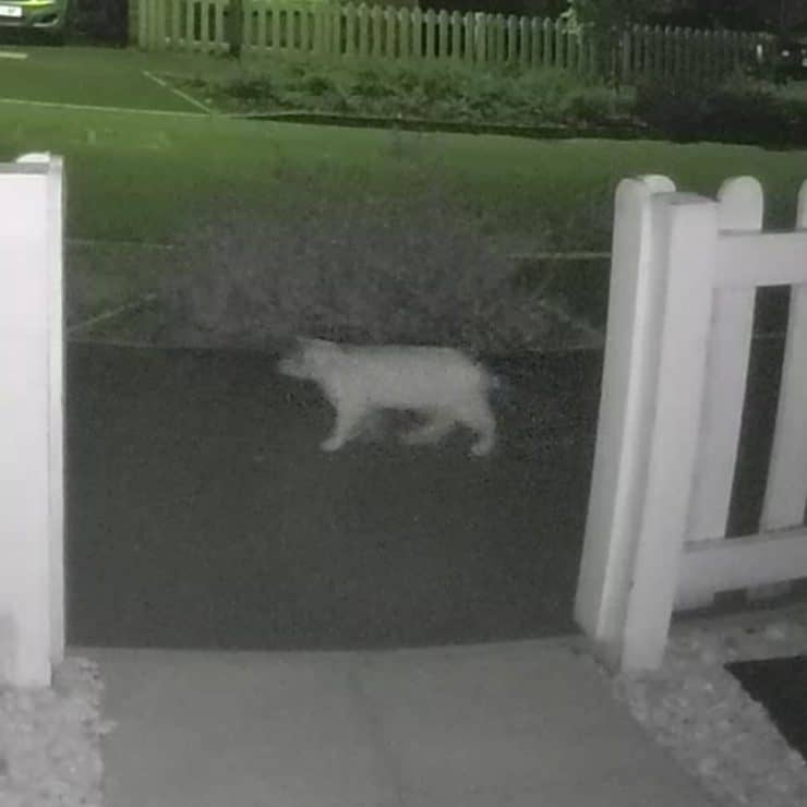 Cat captured during nighttime on my Ring Doorbell Pro