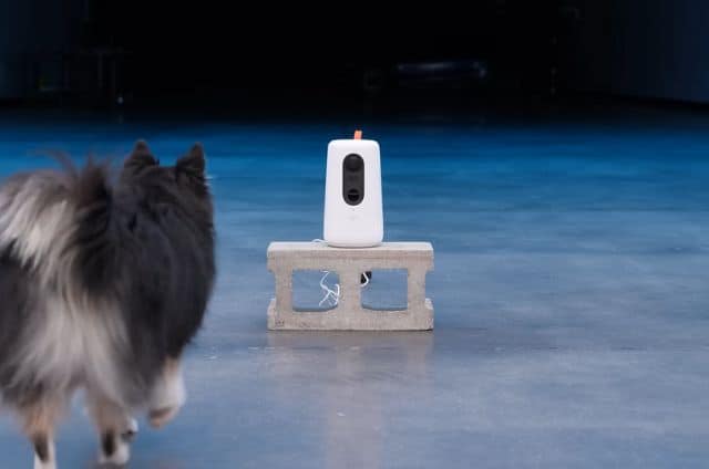 Can Eufy Cameras Actually Detect Animals Pets